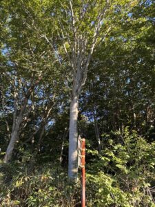 峡雲荘朝の散歩ブナ