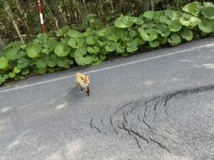 キタキツネ