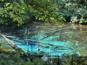 神の子池通路側
